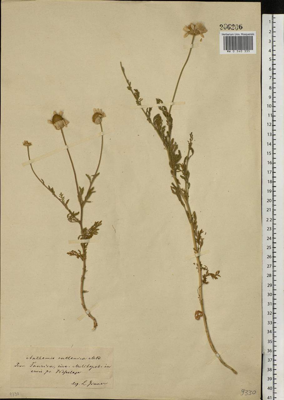 Anthemis ruthenica M.Bieb., Eastern Europe, South Ukrainian region (E12) (Ukraine)