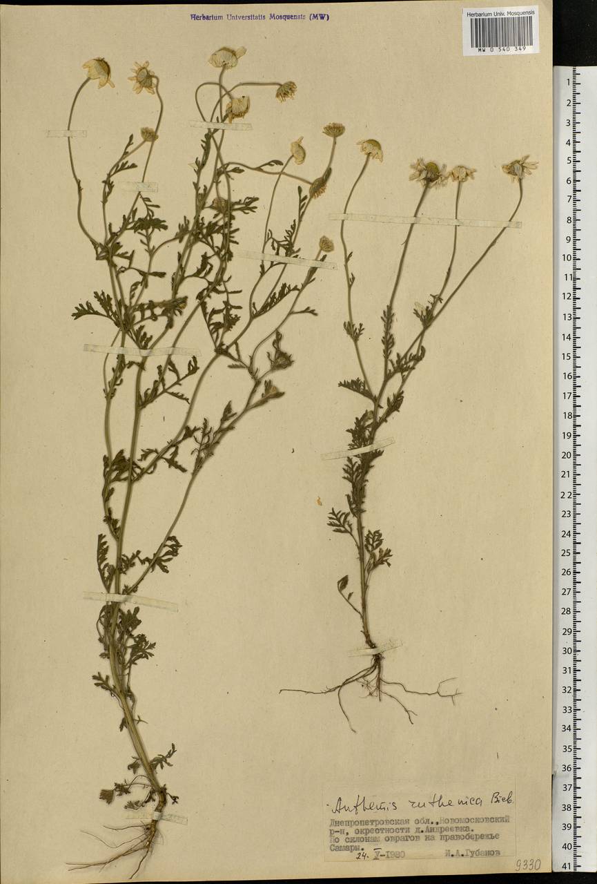 Anthemis ruthenica M. Bieb., Eastern Europe, South Ukrainian region (E12) (Ukraine)