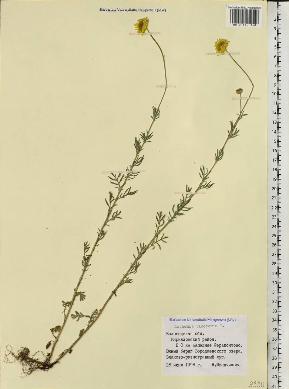 Cota tinctoria subsp. tinctoria, Eastern Europe, Northern region (E1) (Russia)