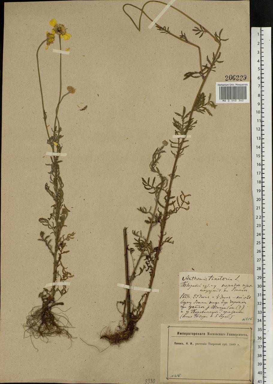 Cota tinctoria subsp. tinctoria, Eastern Europe, North-Western region (E2) (Russia)