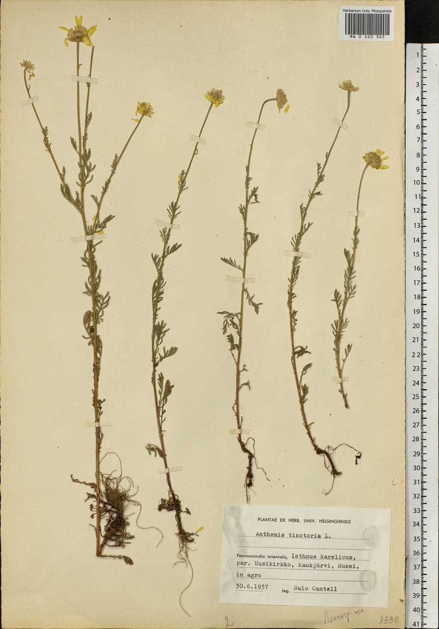 Cota tinctoria subsp. tinctoria, Eastern Europe, North-Western region (E2) (Russia)