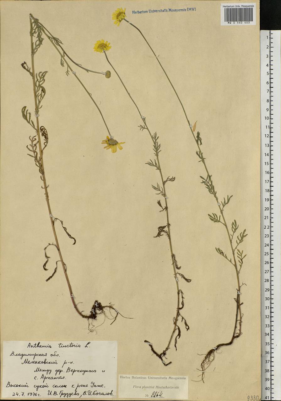 Cota tinctoria subsp. tinctoria, Eastern Europe, Central region (E4) (Russia)