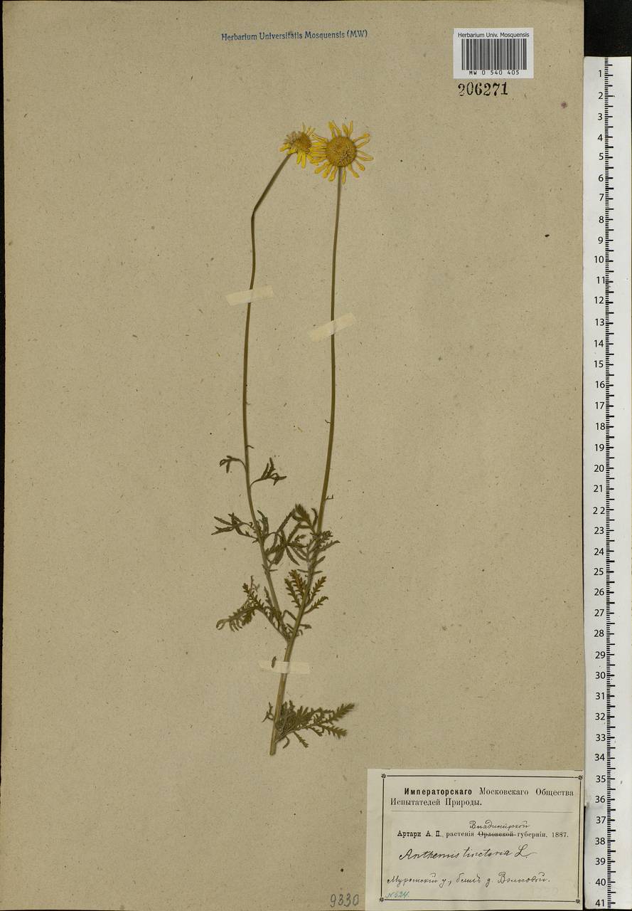 Cota tinctoria subsp. tinctoria, Eastern Europe, Central region (E4) (Russia)