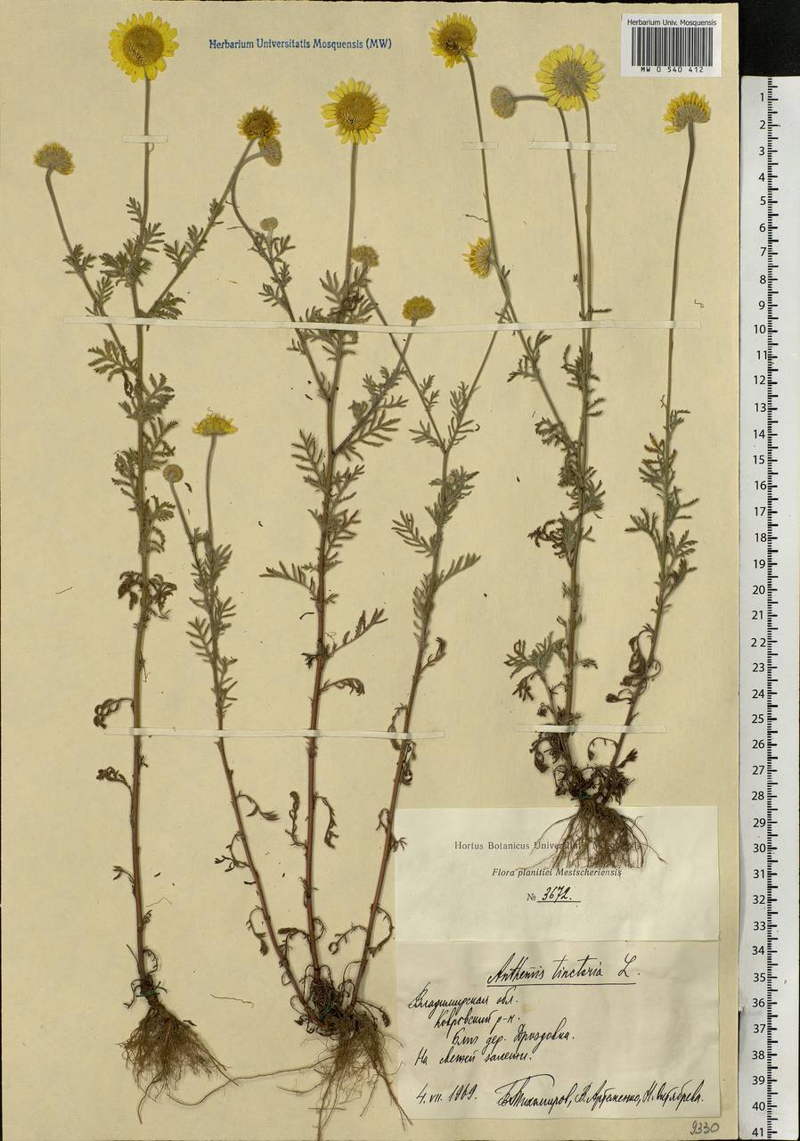 Cota tinctoria subsp. tinctoria, Eastern Europe, Central region (E4) (Russia)