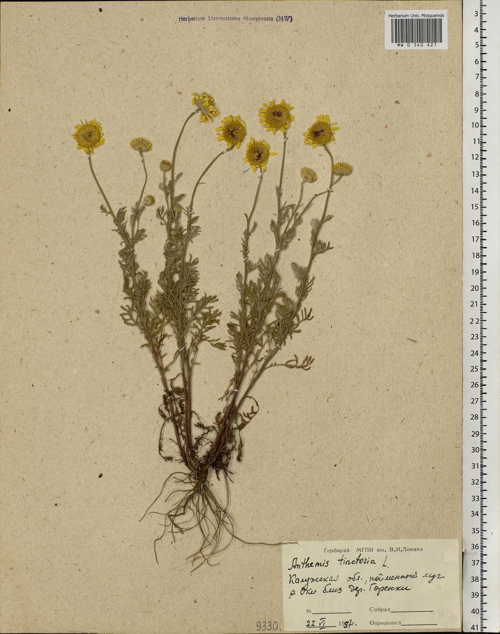 Cota tinctoria subsp. tinctoria, Eastern Europe, Central region (E4) (Russia)