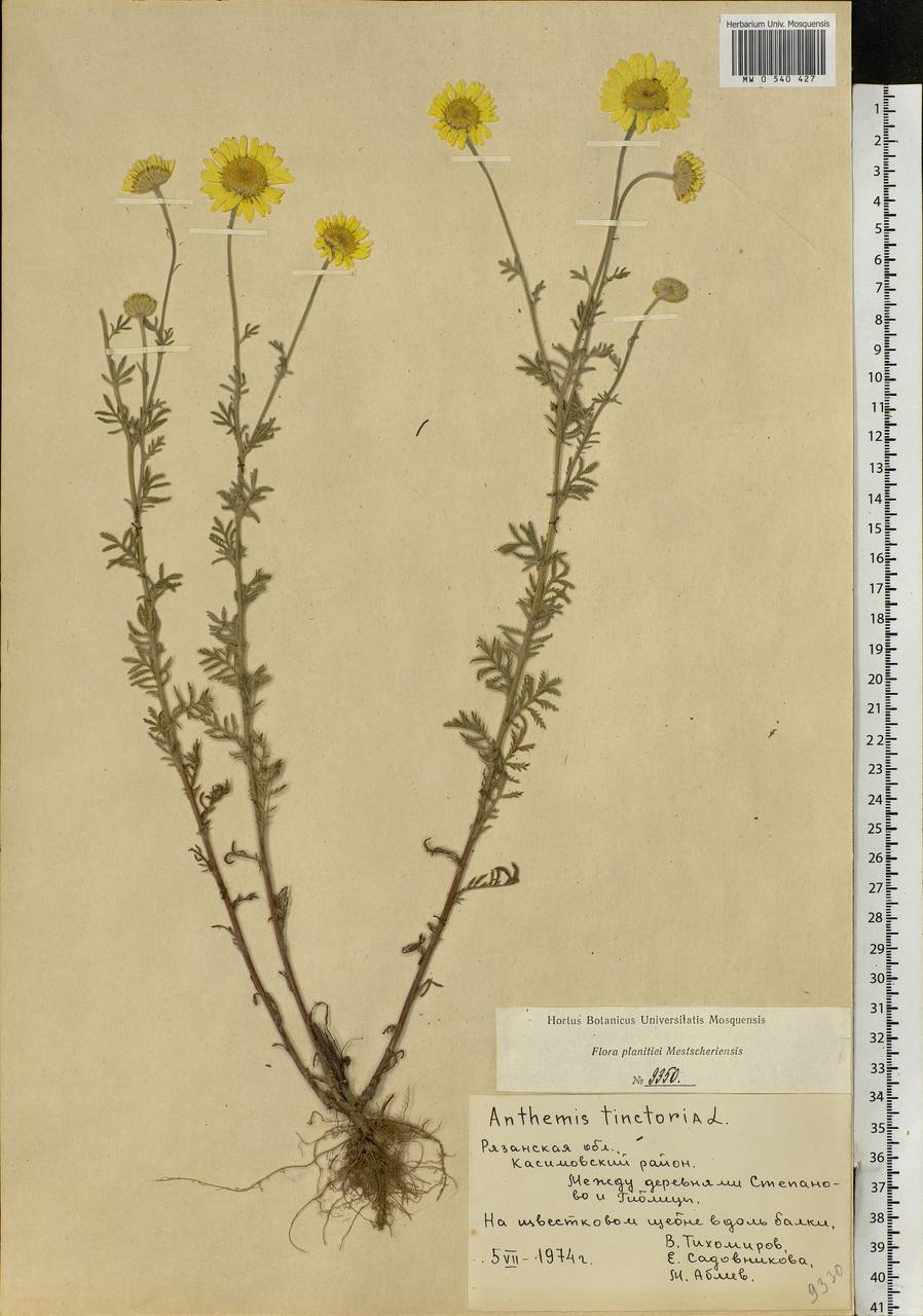 Cota tinctoria subsp. tinctoria, Eastern Europe, Central region (E4) (Russia)