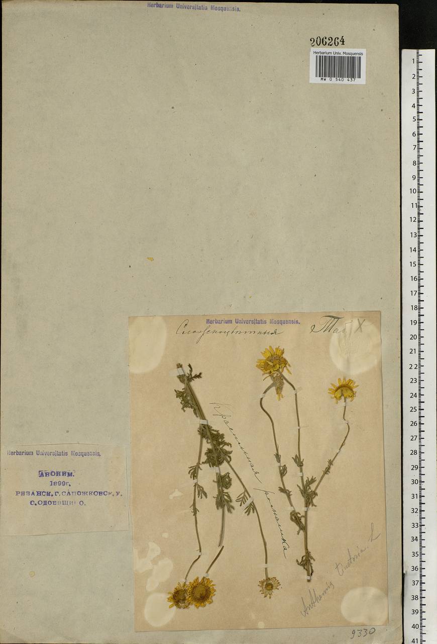 Cota tinctoria subsp. tinctoria, Eastern Europe, Central region (E4) (Russia)