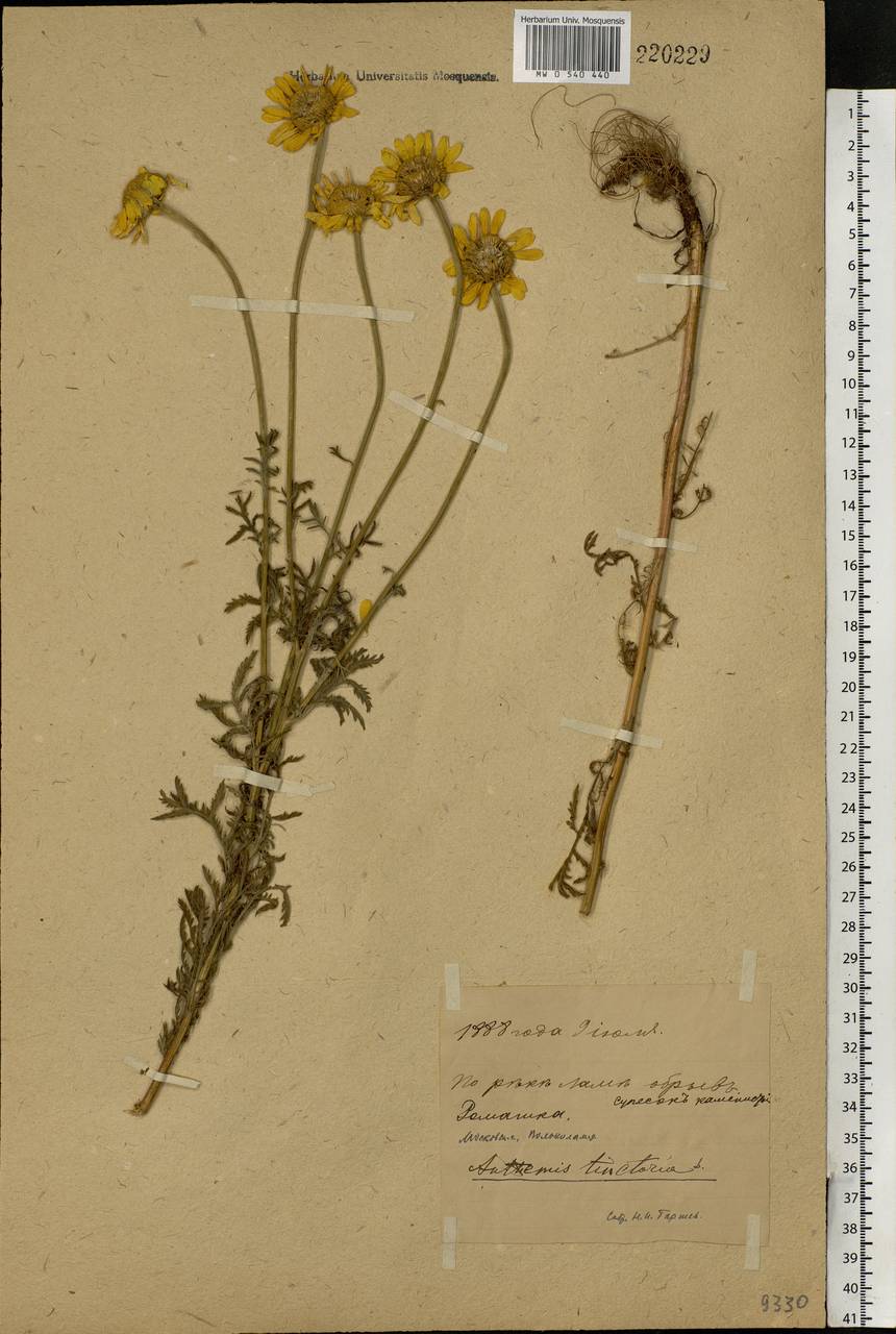 Cota tinctoria subsp. tinctoria, Eastern Europe, Moscow region (E4a) (Russia)