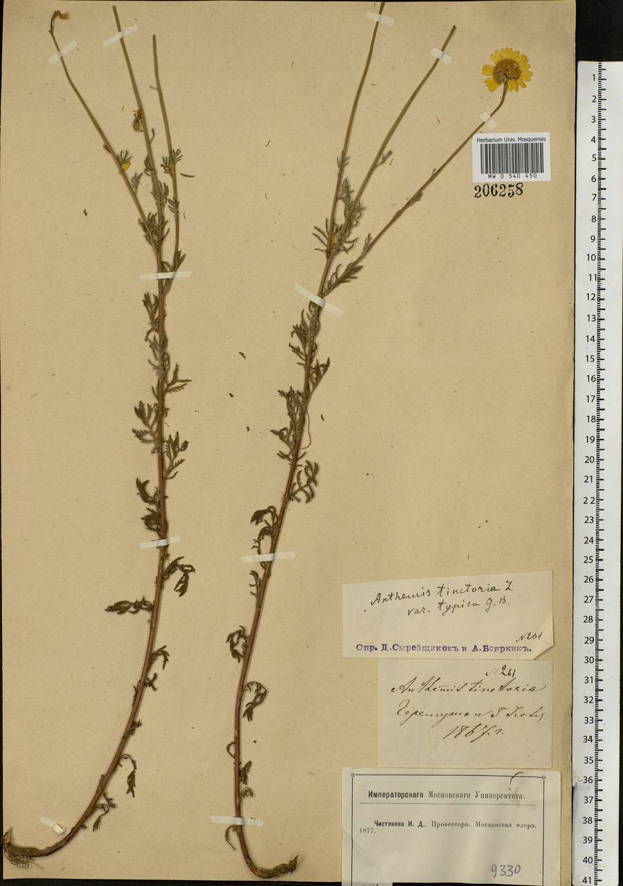 Cota tinctoria subsp. tinctoria, Eastern Europe, Moscow region (E4a) (Russia)