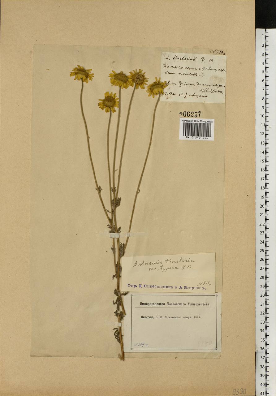 Cota tinctoria subsp. tinctoria, Eastern Europe, Moscow region (E4a) (Russia)