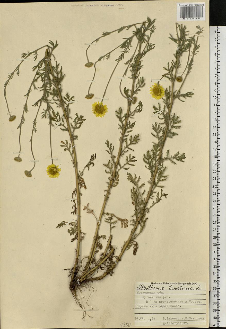 Cota tinctoria subsp. tinctoria, Eastern Europe, Central region (E4) (Russia)