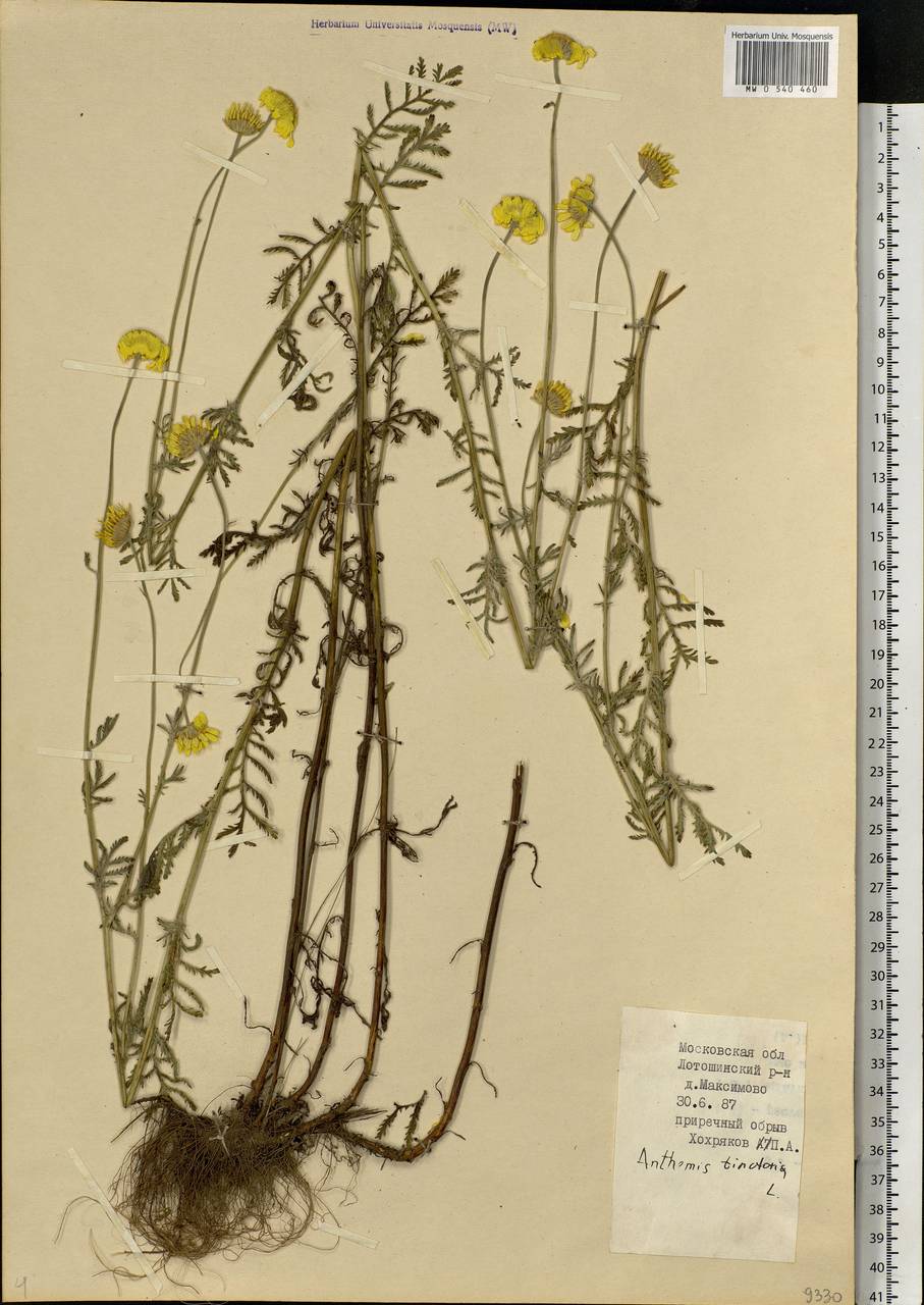 Cota tinctoria subsp. tinctoria, Eastern Europe, Moscow region (E4a) (Russia)