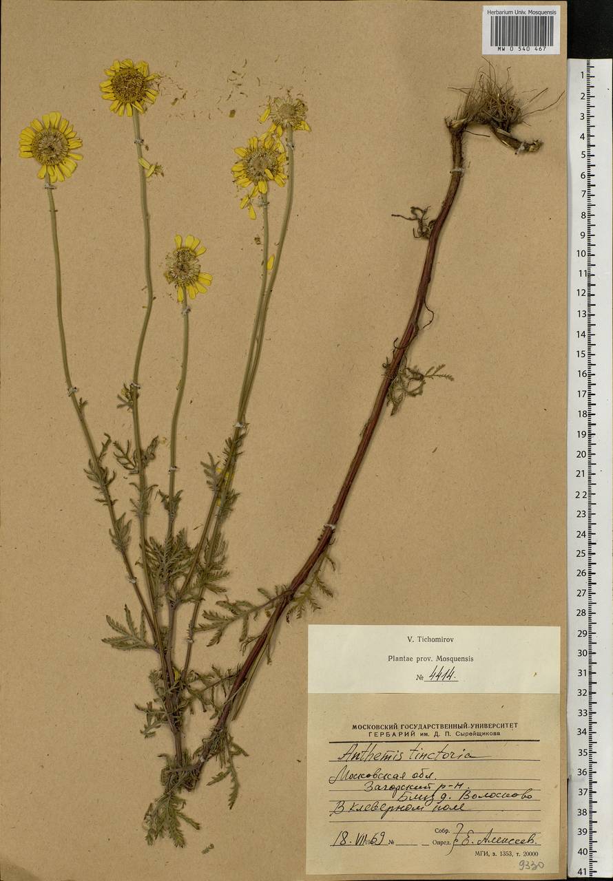 Cota tinctoria subsp. tinctoria, Eastern Europe, Moscow region (E4a) (Russia)