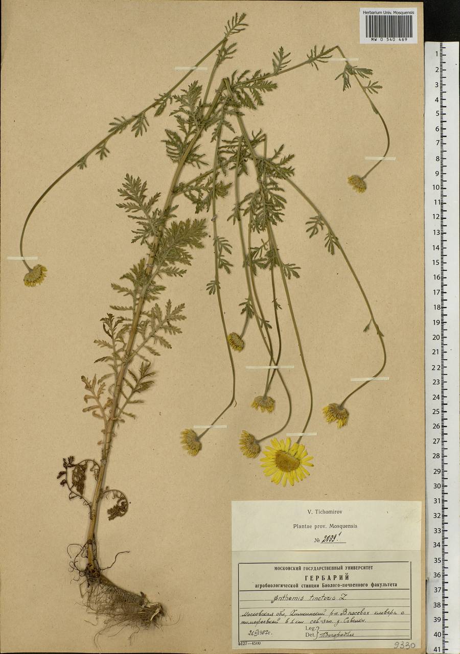 Cota tinctoria subsp. tinctoria, Eastern Europe, Moscow region (E4a) (Russia)