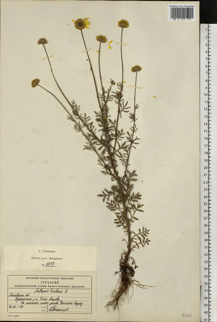 Cota tinctoria subsp. tinctoria, Eastern Europe, Moscow region (E4a) (Russia)