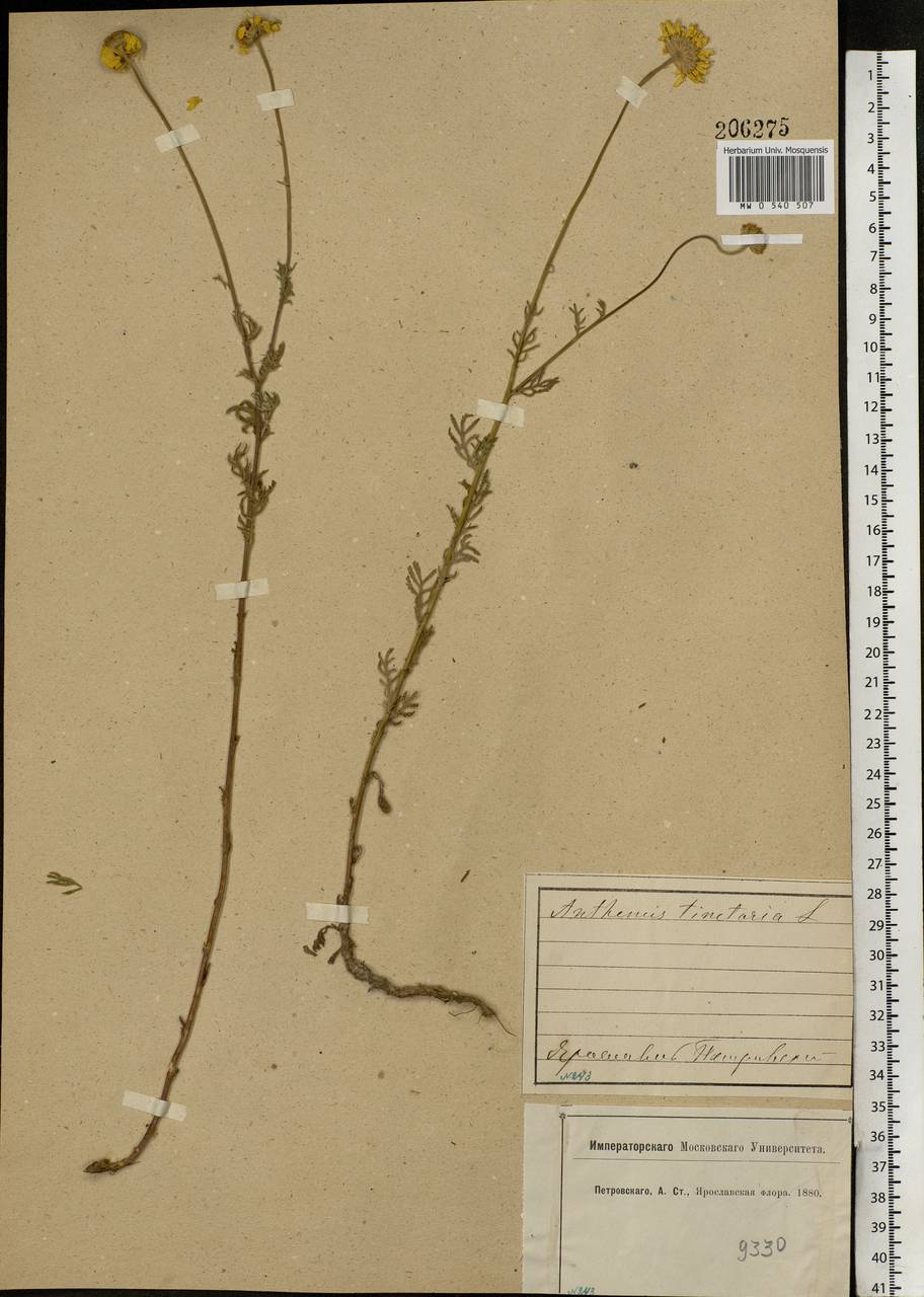 Cota tinctoria subsp. tinctoria, Eastern Europe, Central forest region (E5) (Russia)