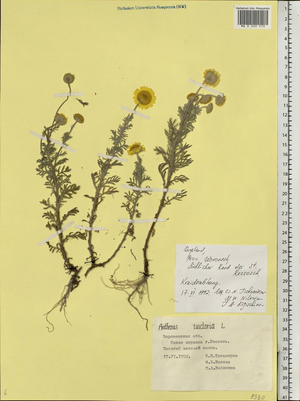 Cota tinctoria subsp. tinctoria, Eastern Europe, Central forest-and-steppe region (E6) (Russia)