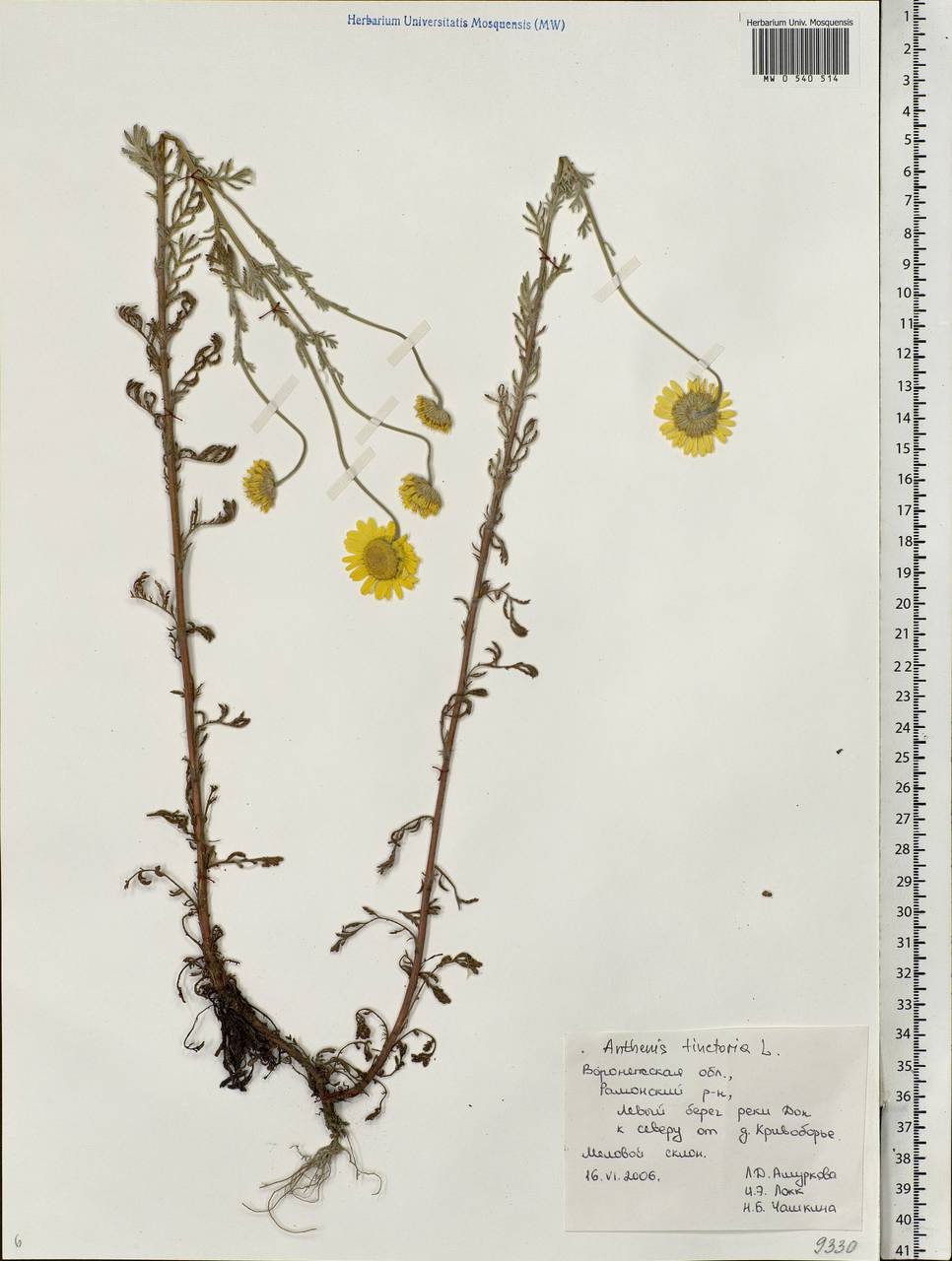 Cota tinctoria subsp. tinctoria, Eastern Europe, Central forest-and-steppe region (E6) (Russia)