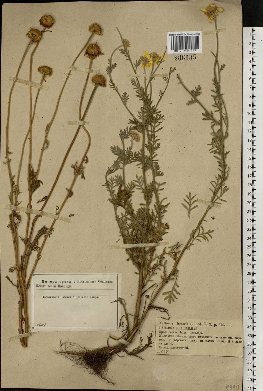 Cota tinctoria subsp. tinctoria, Eastern Europe, Central forest-and-steppe region (E6) (Russia)