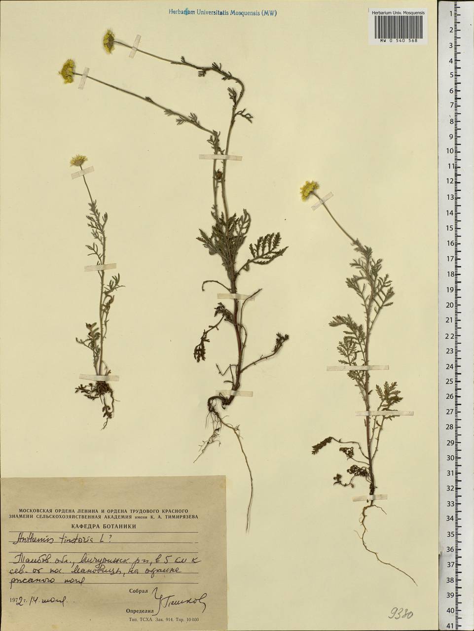 Cota tinctoria subsp. tinctoria, Eastern Europe, Central forest-and-steppe region (E6) (Russia)