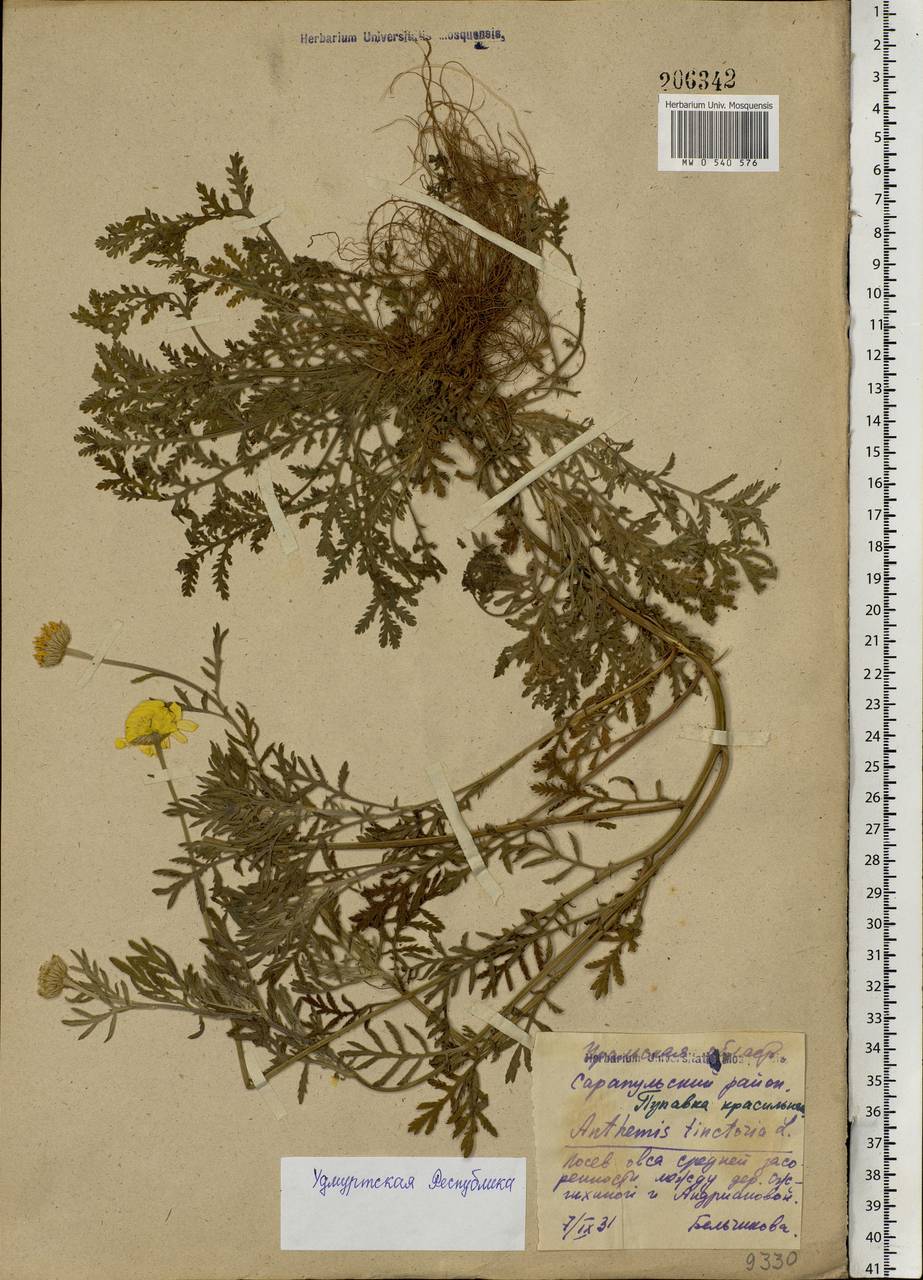 Cota tinctoria subsp. tinctoria, Eastern Europe, Volga-Kama region (E7) (Russia)