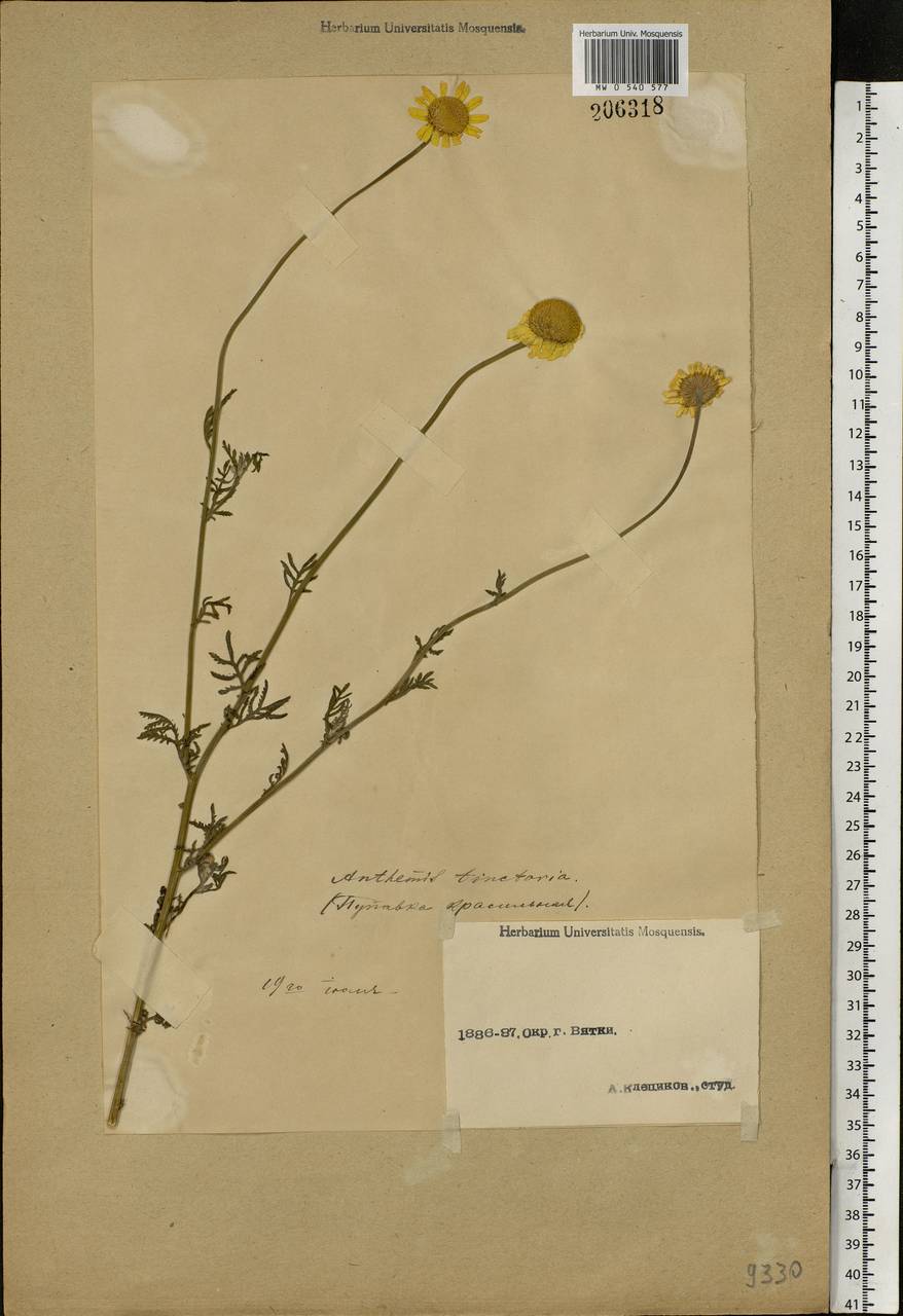 Cota tinctoria subsp. tinctoria, Eastern Europe, Volga-Kama region (E7) (Russia)