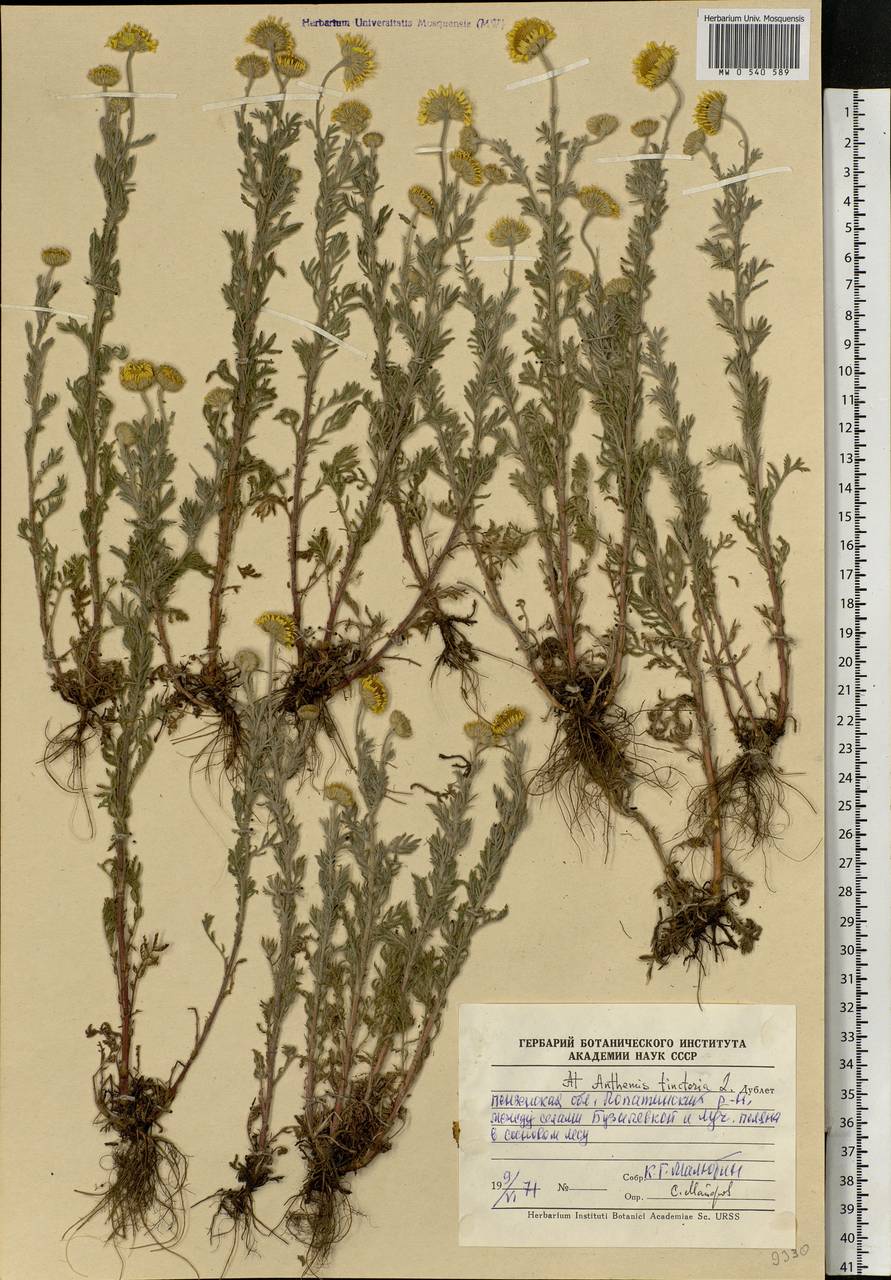 Cota tinctoria subsp. tinctoria, Eastern Europe, Middle Volga region (E8) (Russia)