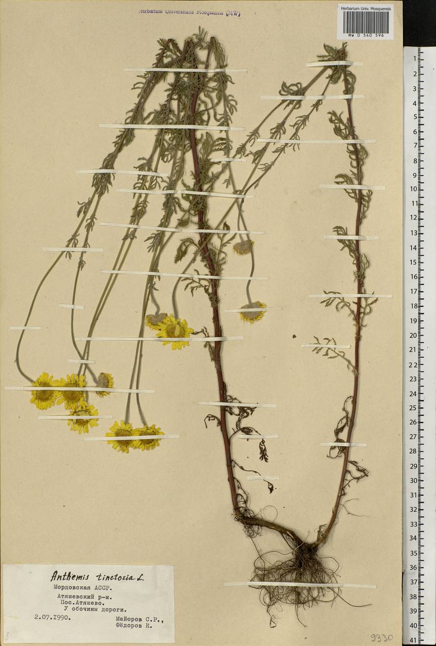 Cota tinctoria subsp. tinctoria, Eastern Europe, Middle Volga region (E8) (Russia)