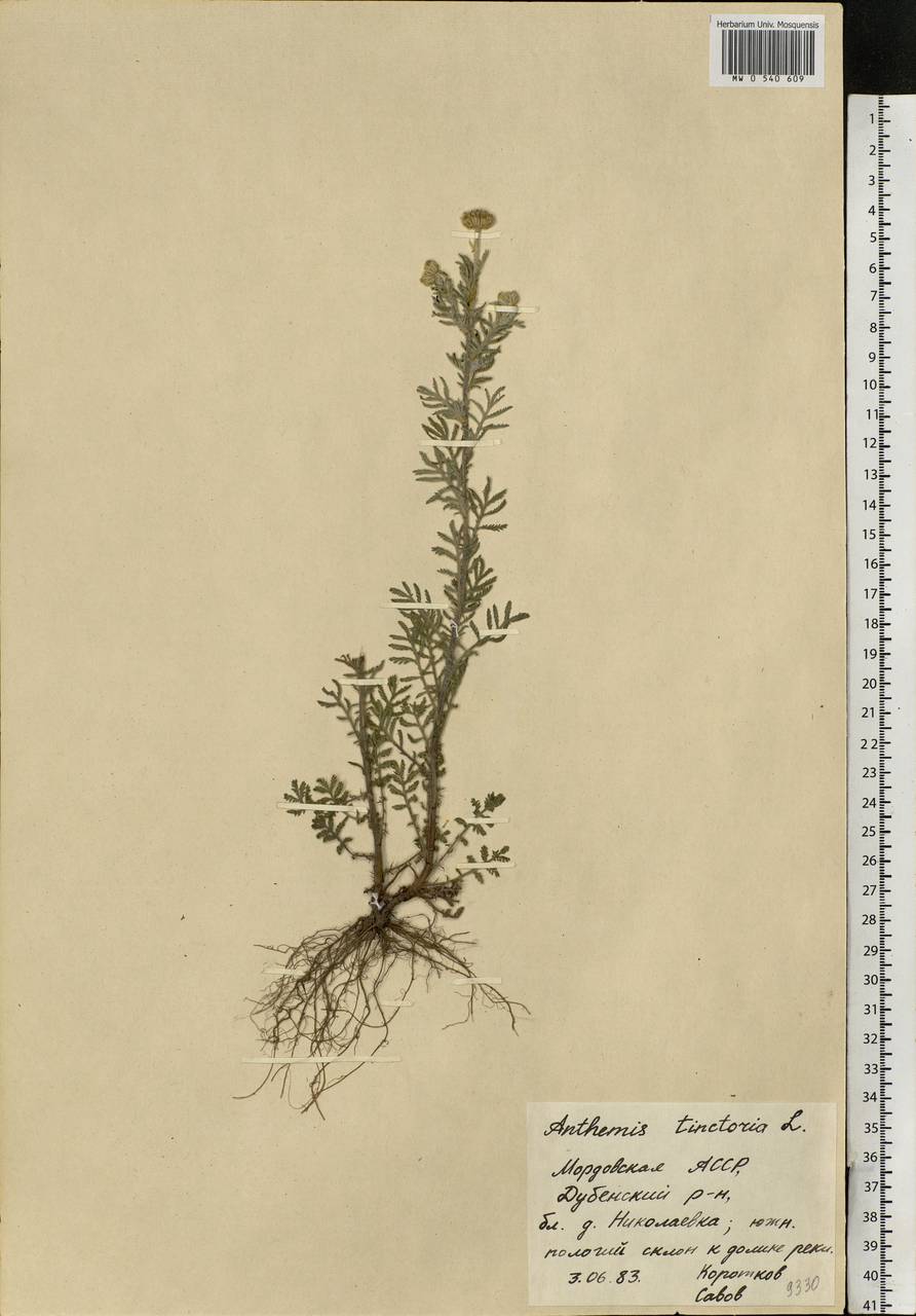 Cota tinctoria subsp. tinctoria, Eastern Europe, Middle Volga region (E8) (Russia)