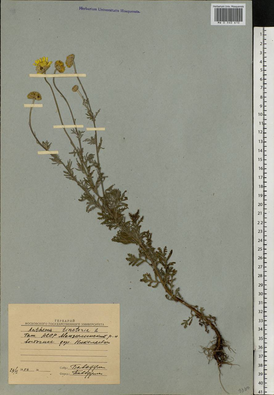 Cota tinctoria subsp. tinctoria, Eastern Europe, Middle Volga region (E8) (Russia)