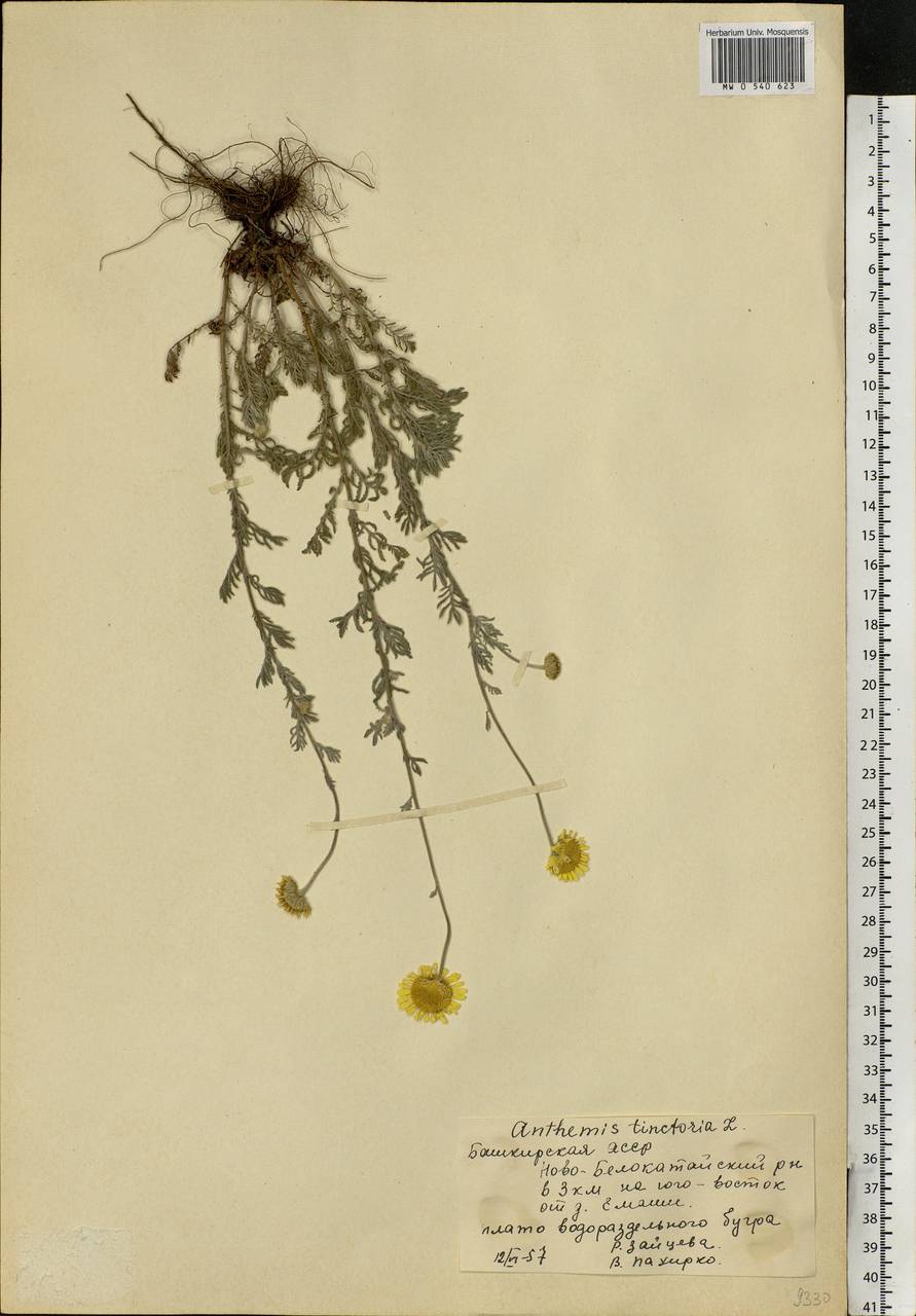 Cota tinctoria subsp. tinctoria, Eastern Europe, Eastern region (E10) (Russia)