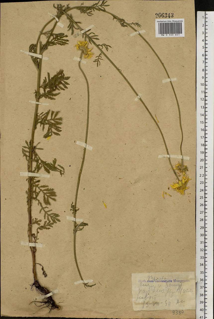 Cota tinctoria subsp. tinctoria, Eastern Europe, Eastern region (E10) (Russia)