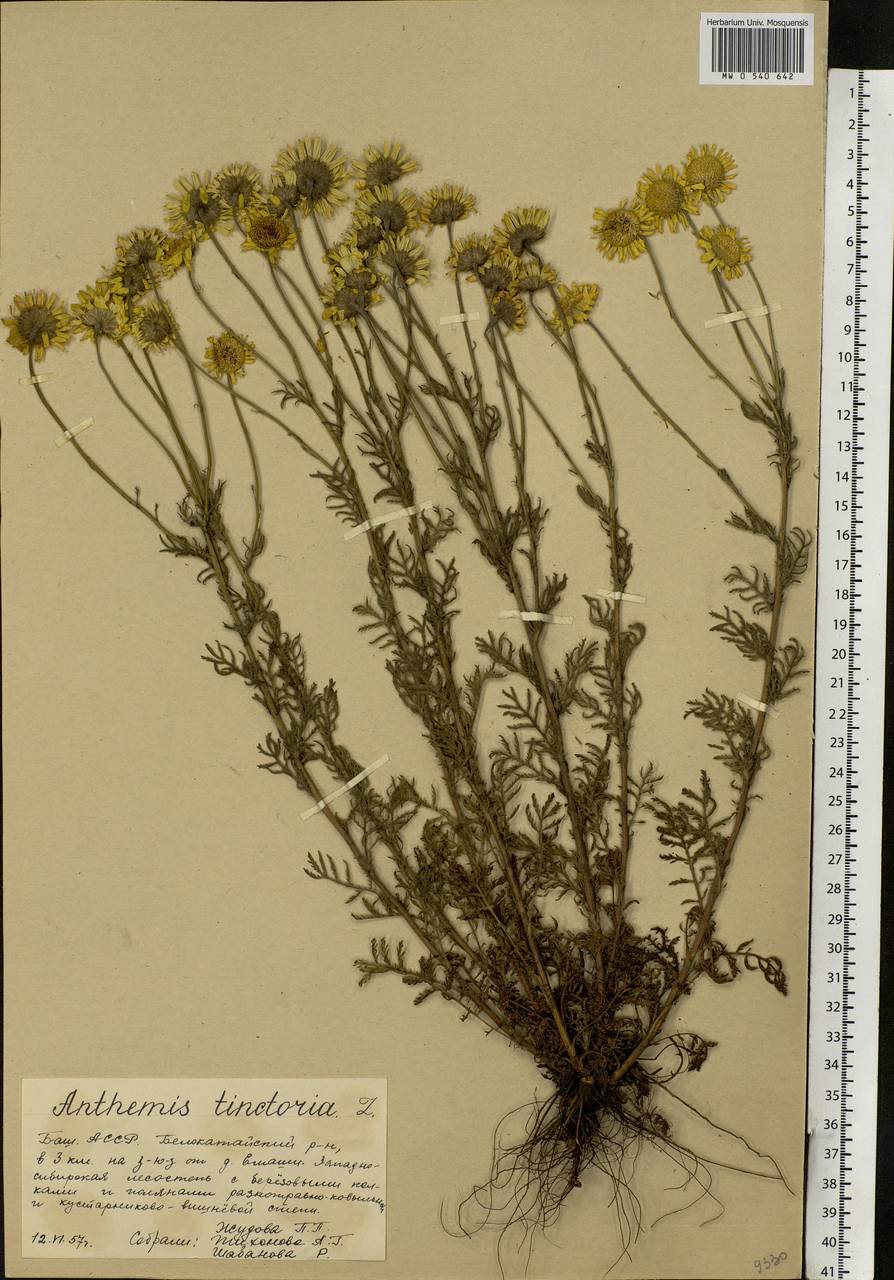 Cota tinctoria subsp. tinctoria, Eastern Europe, Eastern region (E10) (Russia)