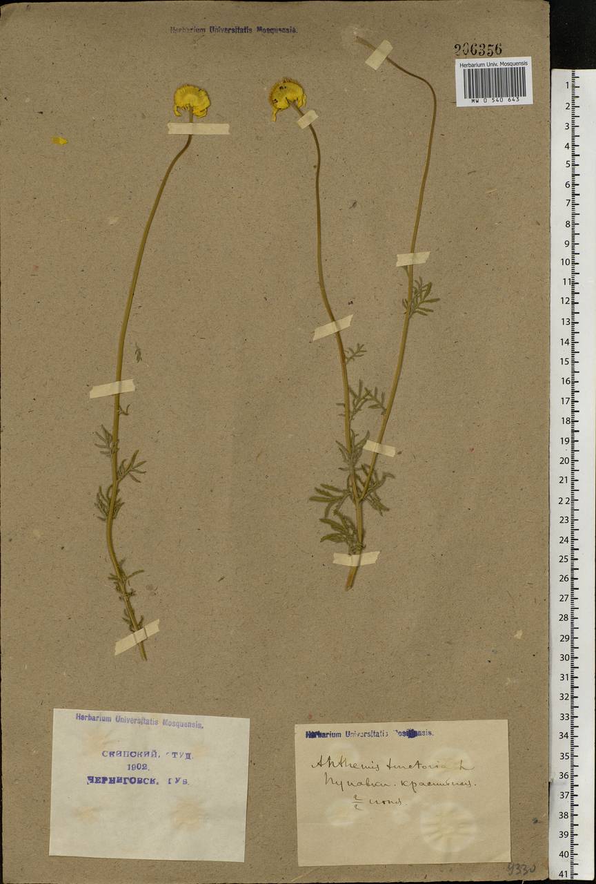 Cota tinctoria subsp. tinctoria, Eastern Europe, North Ukrainian region (E11) (Ukraine)
