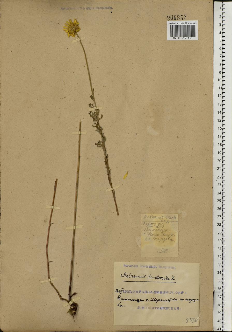 Cota tinctoria subsp. tinctoria, Eastern Europe, South Ukrainian region (E12) (Ukraine)