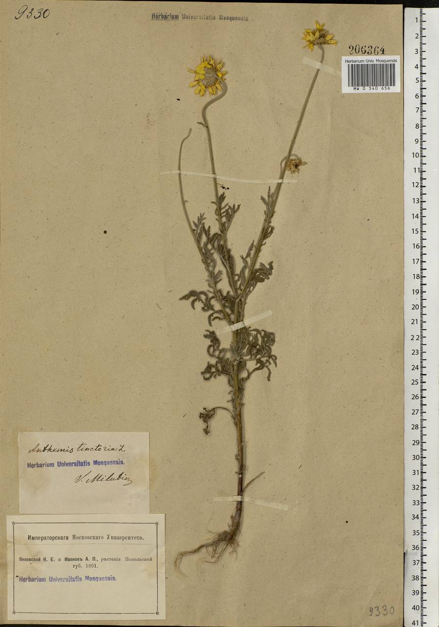 Cota tinctoria subsp. tinctoria, Eastern Europe, South Ukrainian region (E12) (Ukraine)