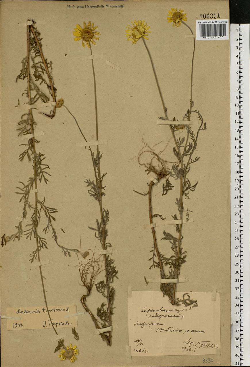 Cota tinctoria subsp. tinctoria, Eastern Europe, North Ukrainian region (E11) (Ukraine)