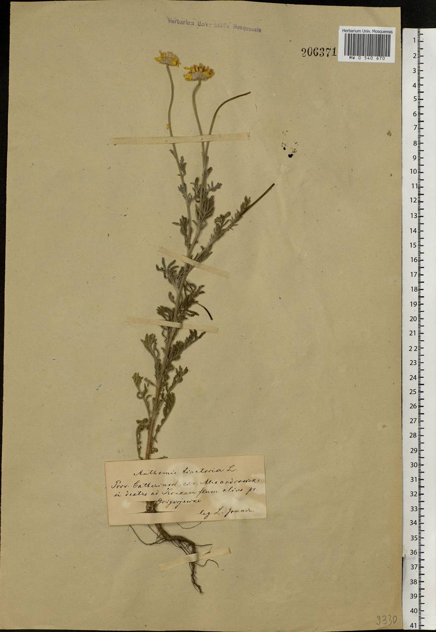 Cota tinctoria subsp. tinctoria, Eastern Europe, South Ukrainian region (E12) (Ukraine)