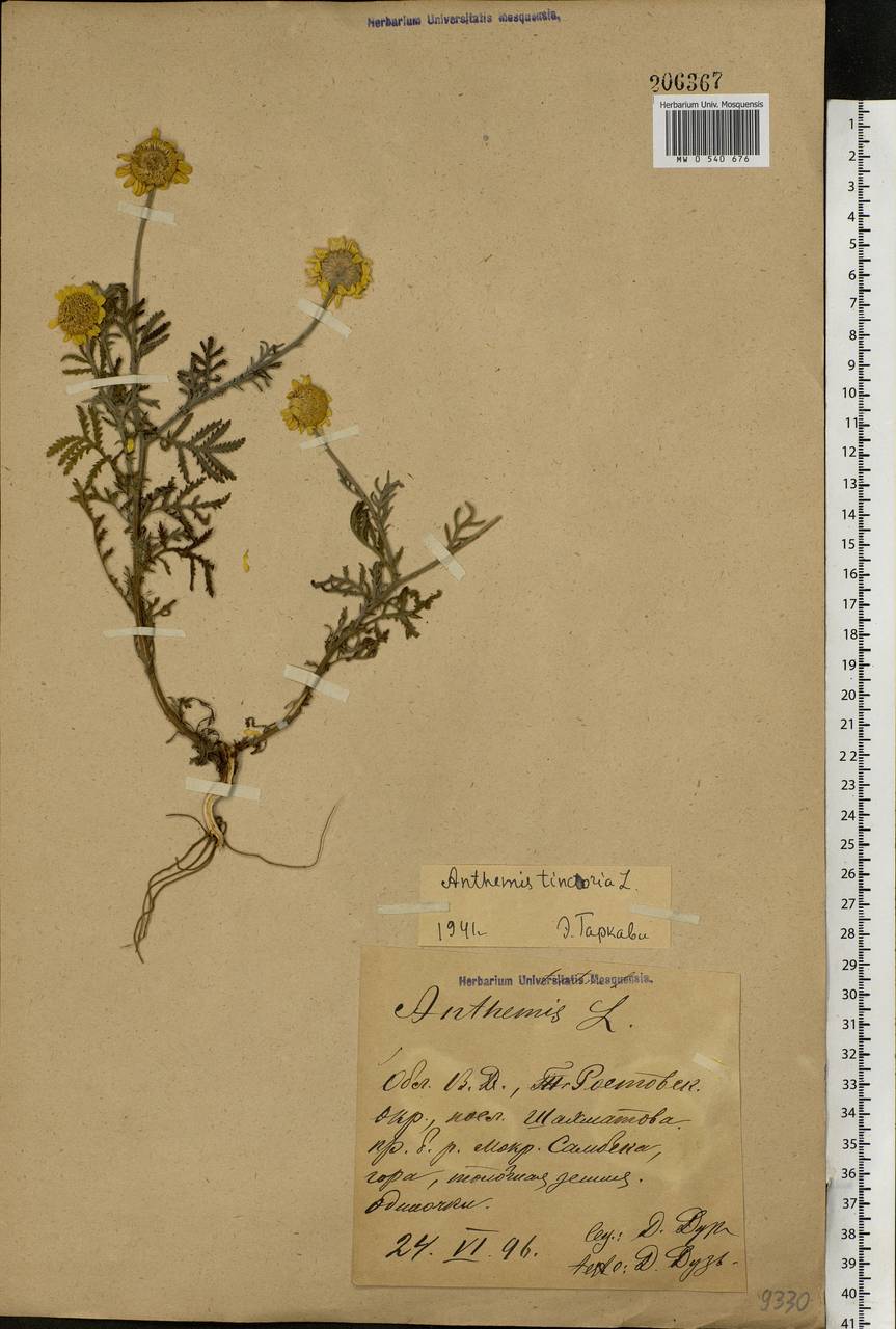 Cota tinctoria subsp. tinctoria, Eastern Europe, Rostov Oblast (E12a) (Russia)
