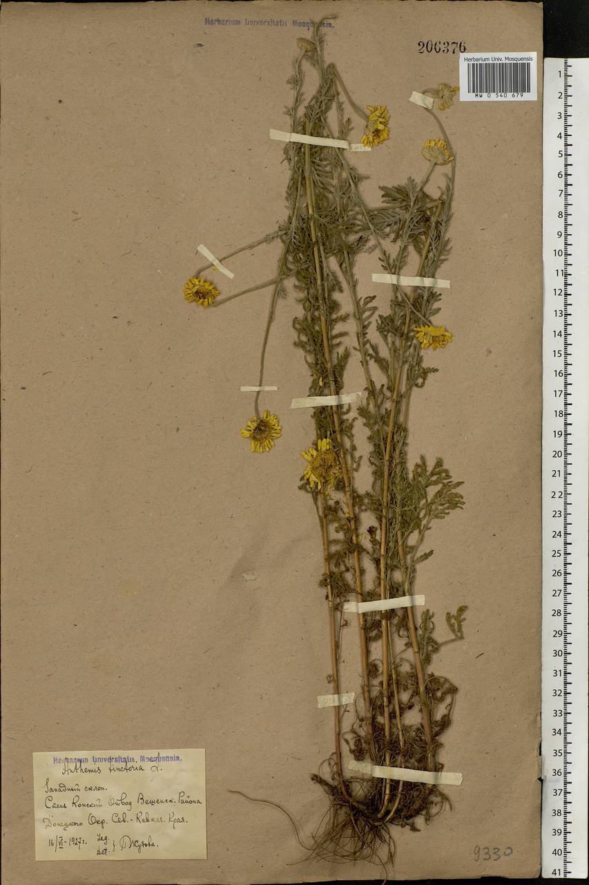 Cota tinctoria subsp. tinctoria, Eastern Europe, Rostov Oblast (E12a) (Russia)