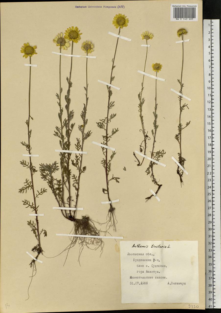 Cota tinctoria subsp. tinctoria, Eastern Europe, West Ukrainian region (E13) (Ukraine)