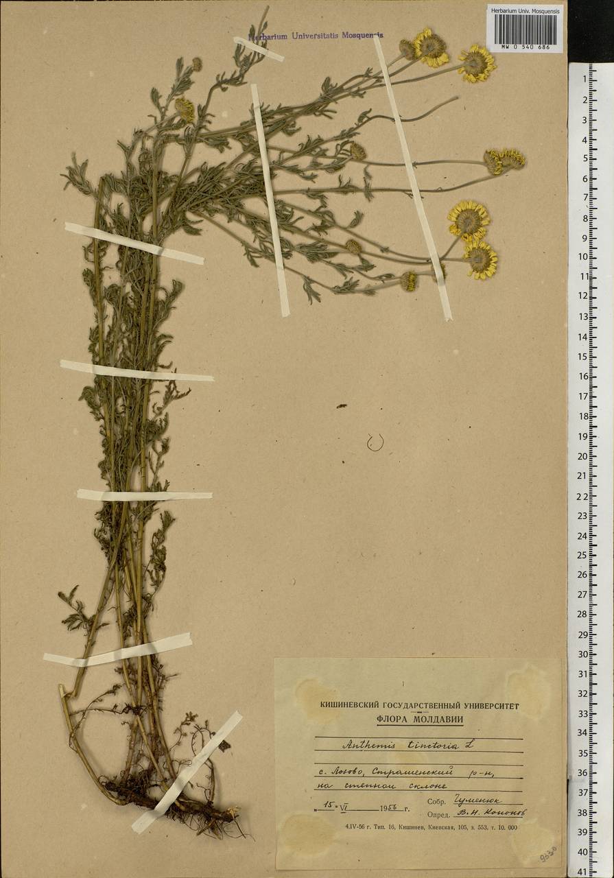 Cota tinctoria subsp. tinctoria, Eastern Europe, Moldova (E13a) (Moldova)