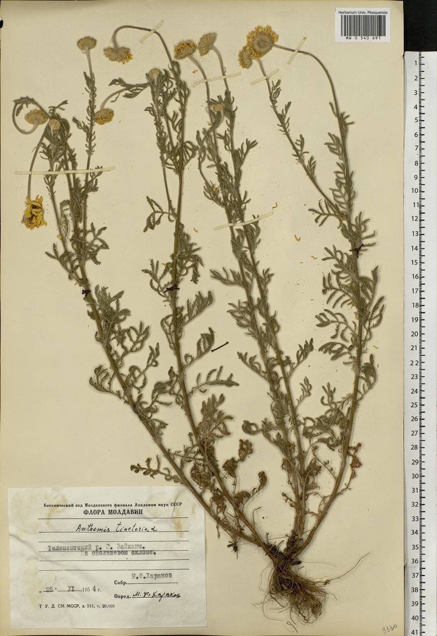 Cota tinctoria subsp. tinctoria, Eastern Europe, Moldova (E13a) (Moldova)