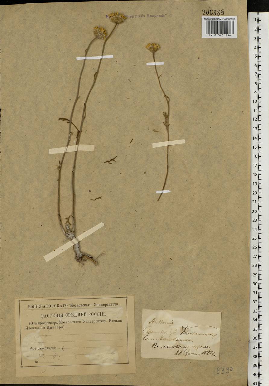 Archanthemis trotzkiana (Claus ex Bunge) Lo Presti & Oberpr., Eastern Europe, Lower Volga region (E9) (Russia)