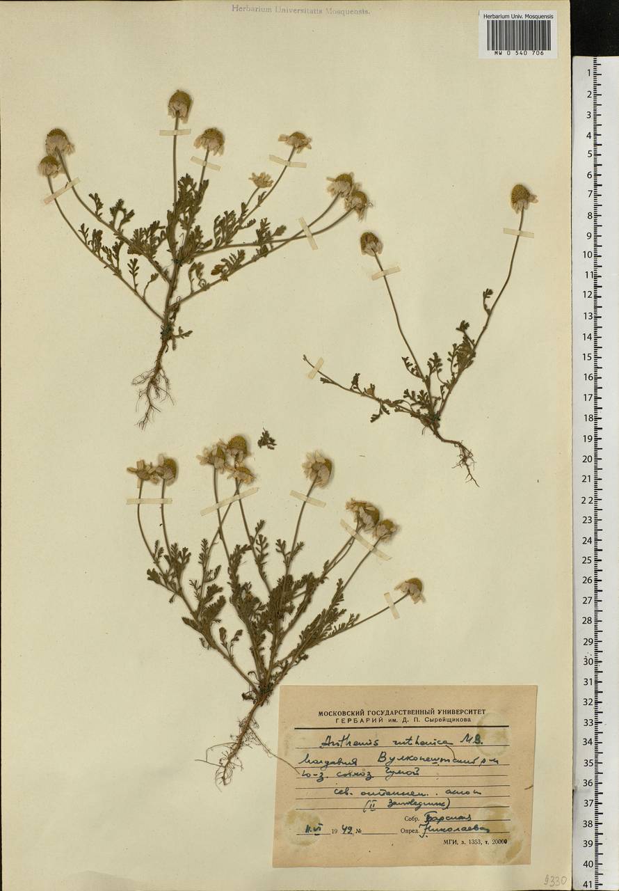 Anthemis ruthenica M. Bieb., Eastern Europe, Moldova (E13a) (Moldova)
