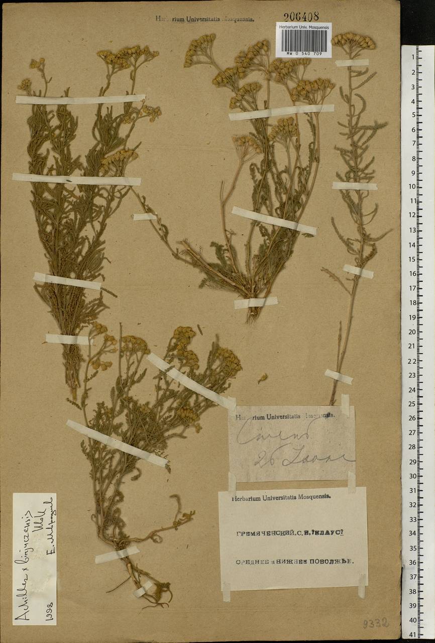 Aspilia foliacea (Spreng.) Baker, Eastern Europe, Middle Volga region (E8) (Russia)