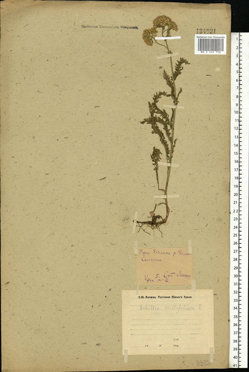 Achillea millefolium L., Eastern Europe, Eastern region (E10) (Russia)