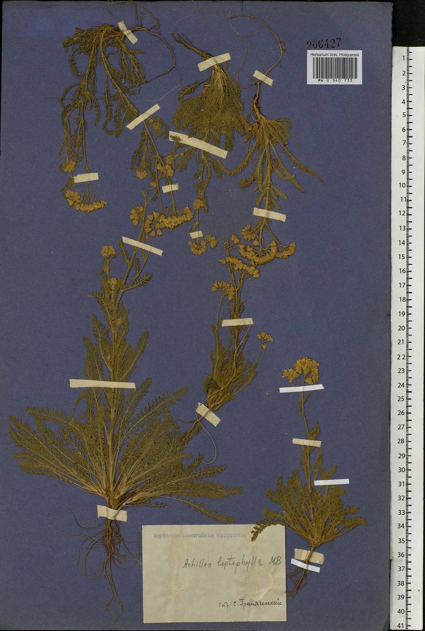 Achillea leptophylla M. Bieb., Eastern Europe, South Ukrainian region (E12) (Ukraine)