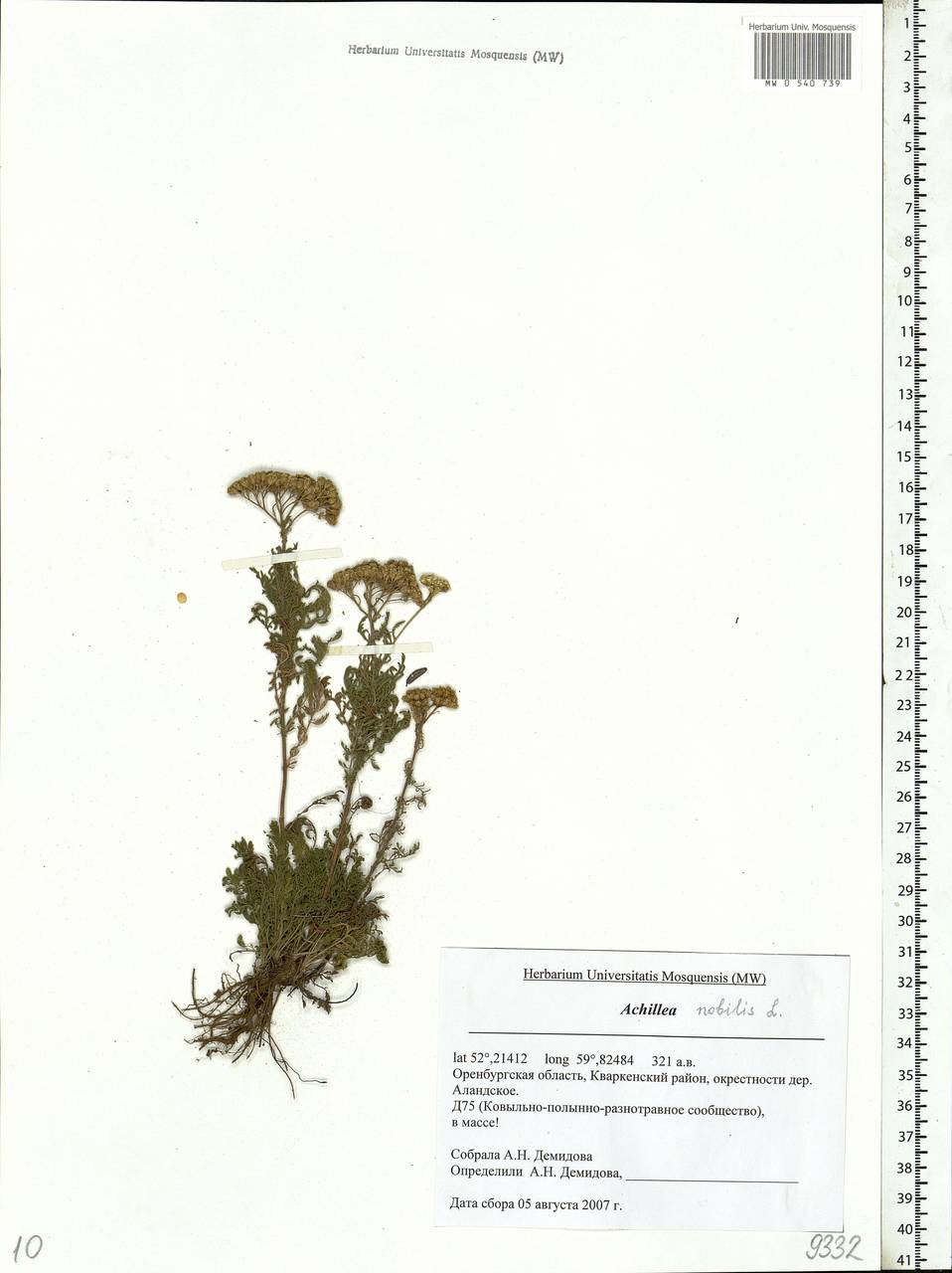 Achillea nobilis L., Eastern Europe, Eastern region (E10) (Russia)