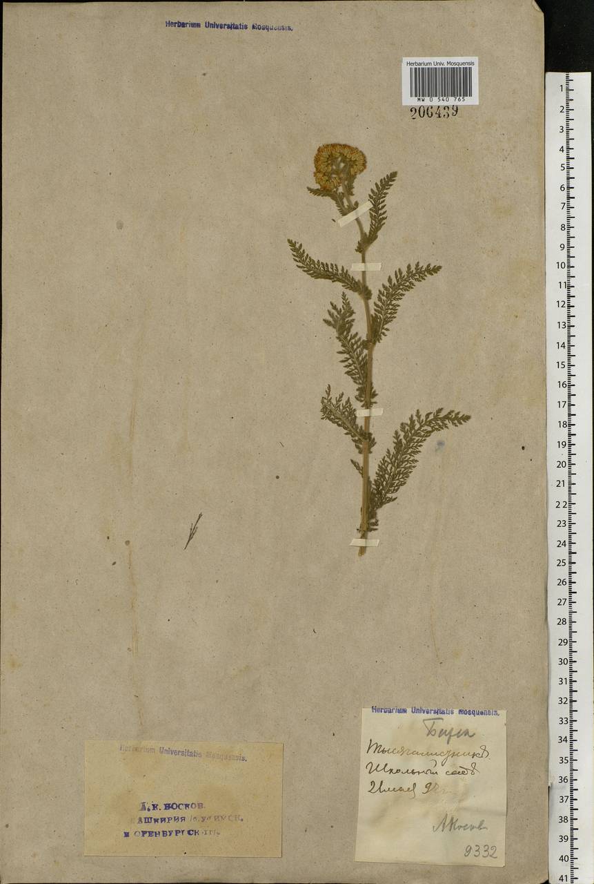 Achillea, Eastern Europe, Eastern region (E10) (Russia)